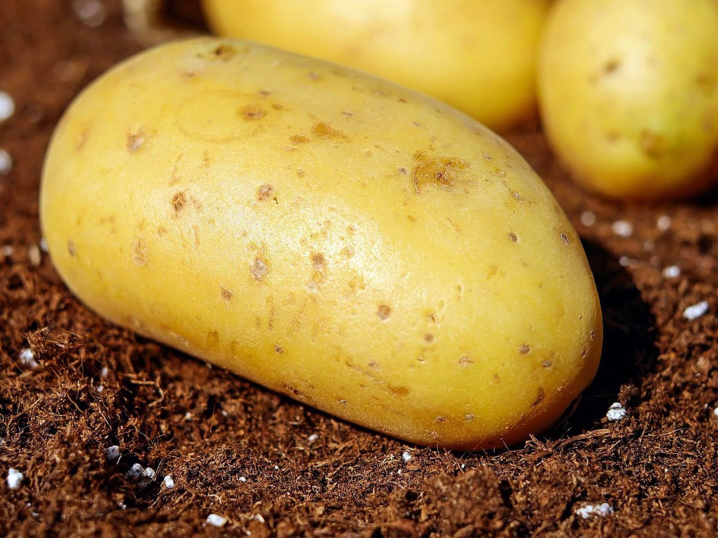 Kartoffeln können giftig sein. Kartoffeln können giftig sein.
