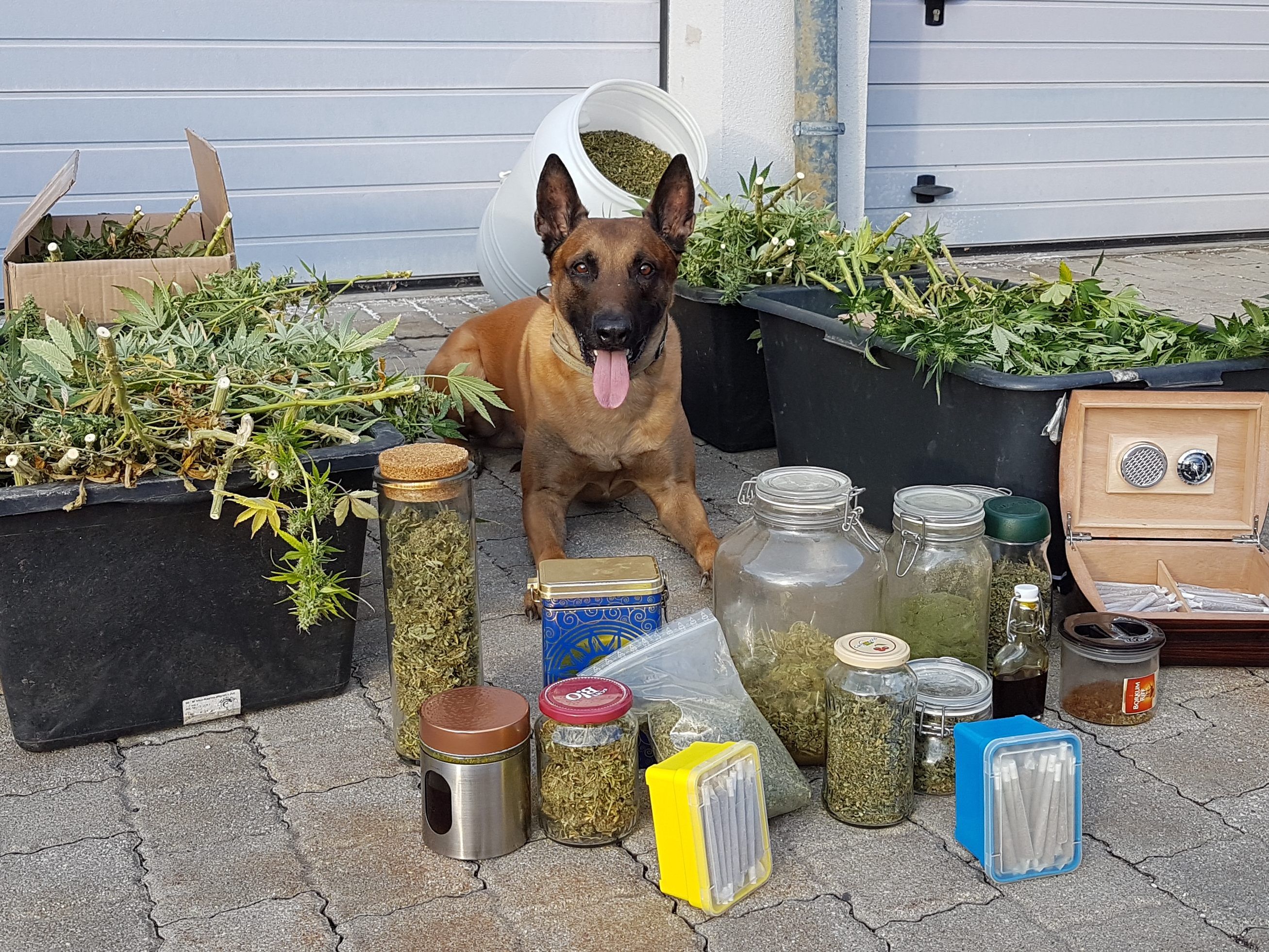 Die Polizeiinspektion mit Hund Orlando ließ die Cannabisplantage auffliegen. Die Polizeiinspektion mit Hund Orlando ließ die Cannabisplantage auffliegen.
