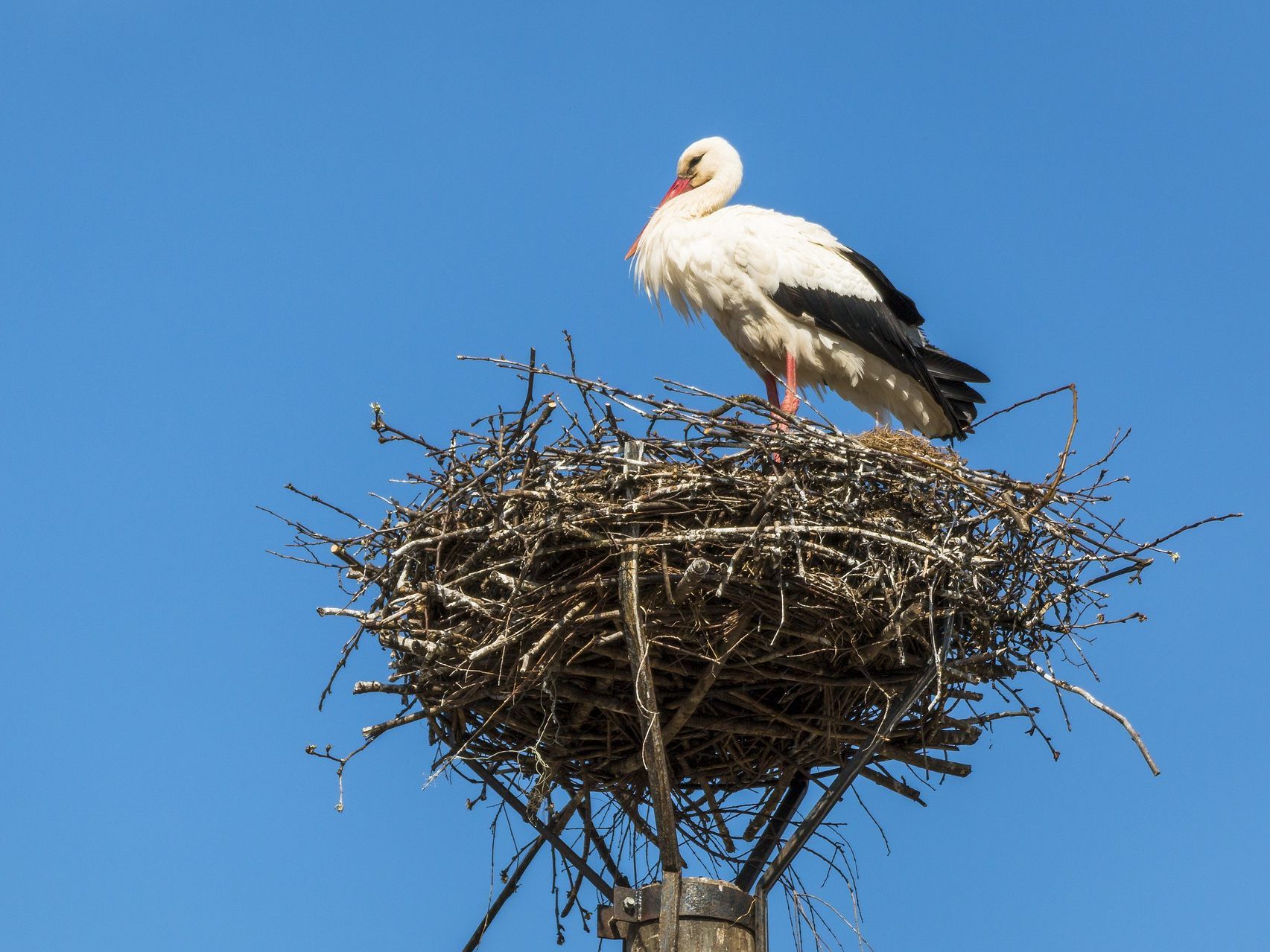 Früher als erwartet kehrte der erste Storch aus Afrika zurück.