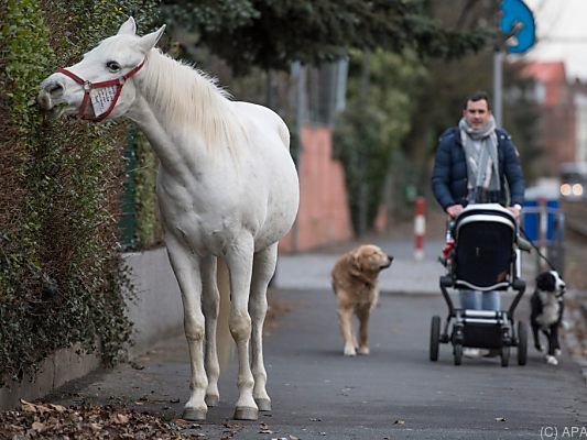 "Jenny" knabbert auf ihrem täglichen Spaziergang an einer Hecke