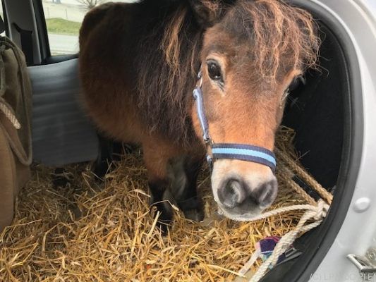 Shetlandpony "Nelke" war an der Halterung für die Rückbank angebunden