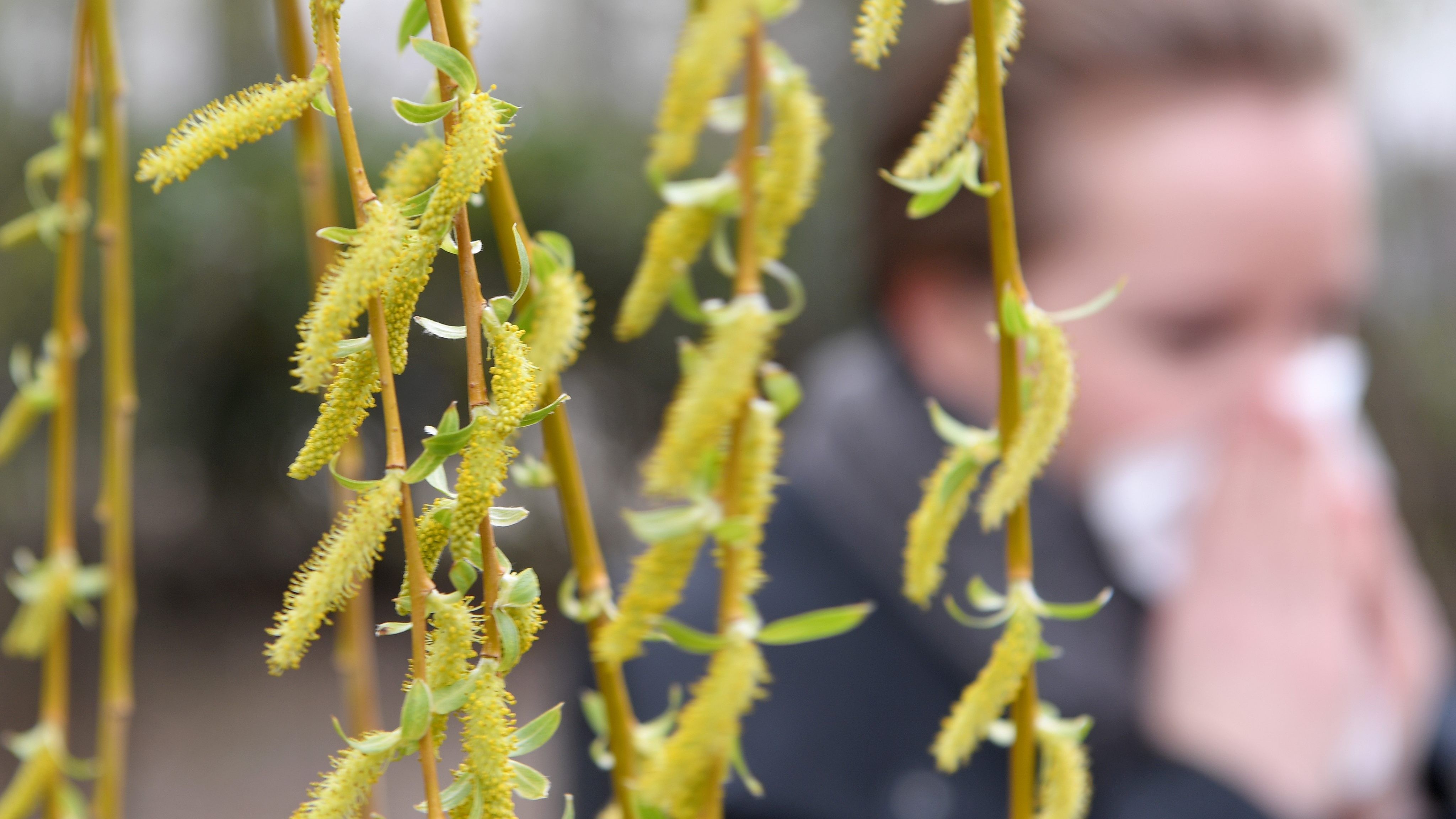Birkenpollen-Belastung steigt in den kommenden Tagen an - Gesundheit ...