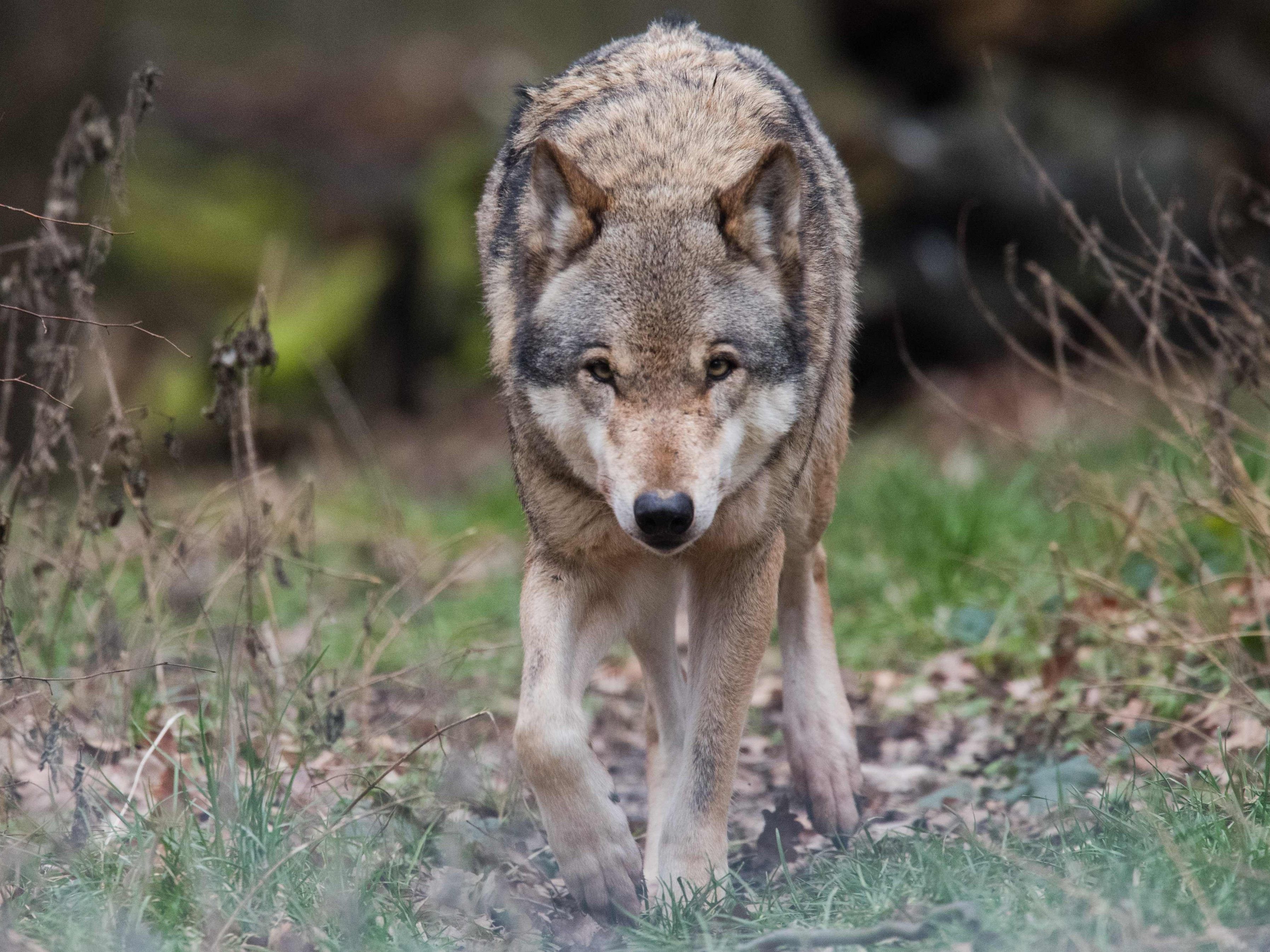 ist ein Wolf für den Wildtierriss verantwortlich? ist ein Wolf für den Wildtierriss verantwortlich?
