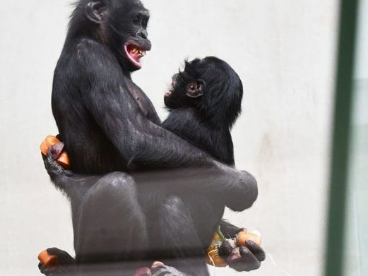 Bonobo Bili spielt im Grünen Zoo Wuppertal mit dem jungen Bonobo-Weibchen Akeena.