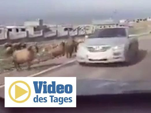Stell dich nie zwischen zwei Böcke, auch nicht mit dem Auto.