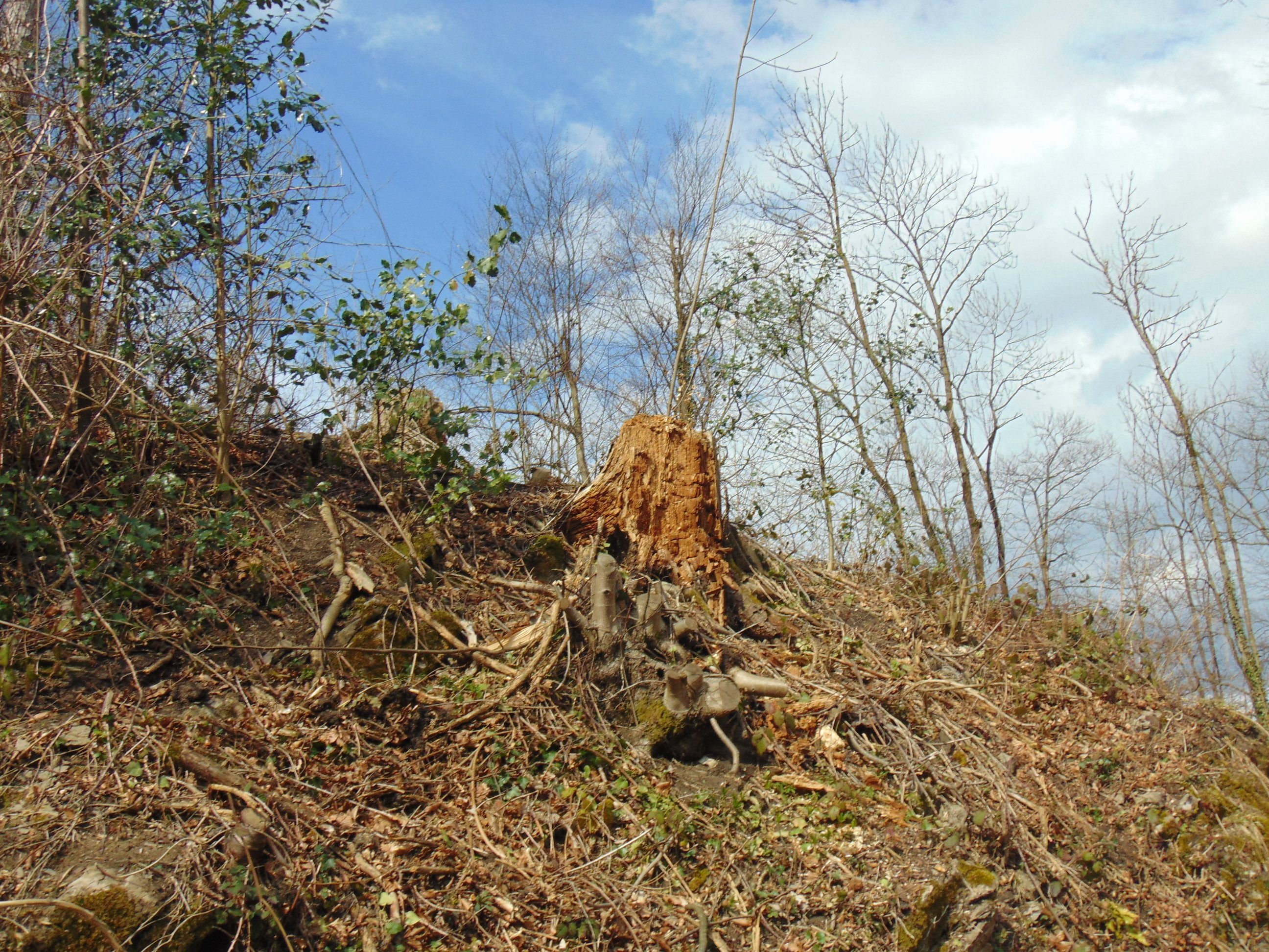 Im Bereich der Ruine Montfort mussten zahlreiche Bäume gefällt werden