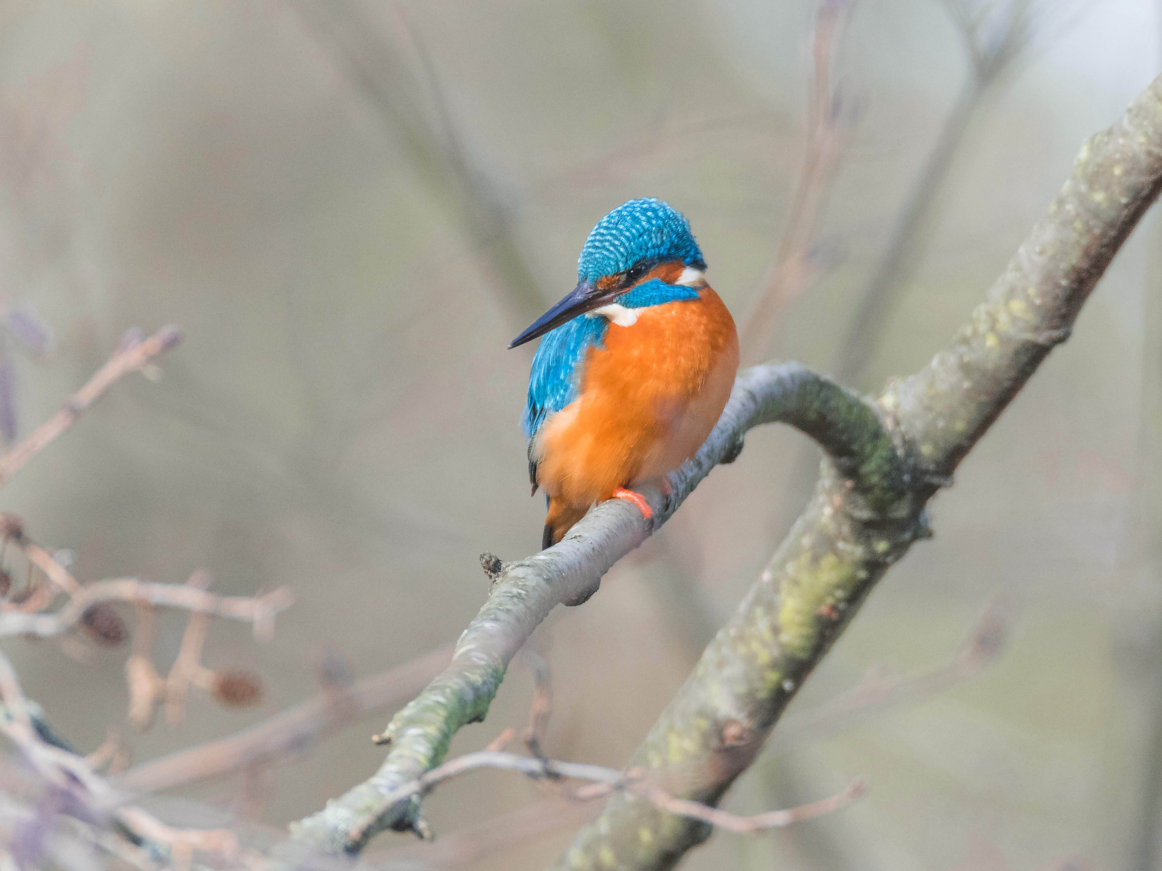 Foto: Reinhard Hellmair. Der Eisvogel bekommt am Foto: Reinhard Hellmair. Der Eisvogel bekommt am