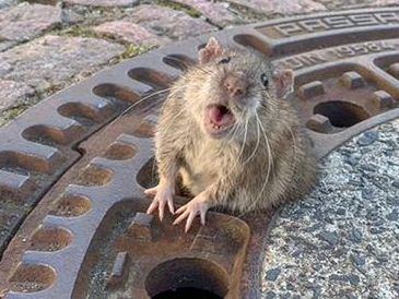 Wegen seiner wohlgenährten Statur, blieb "Fat Rat" in dem Loch eines Gulli-Deckels stecken.