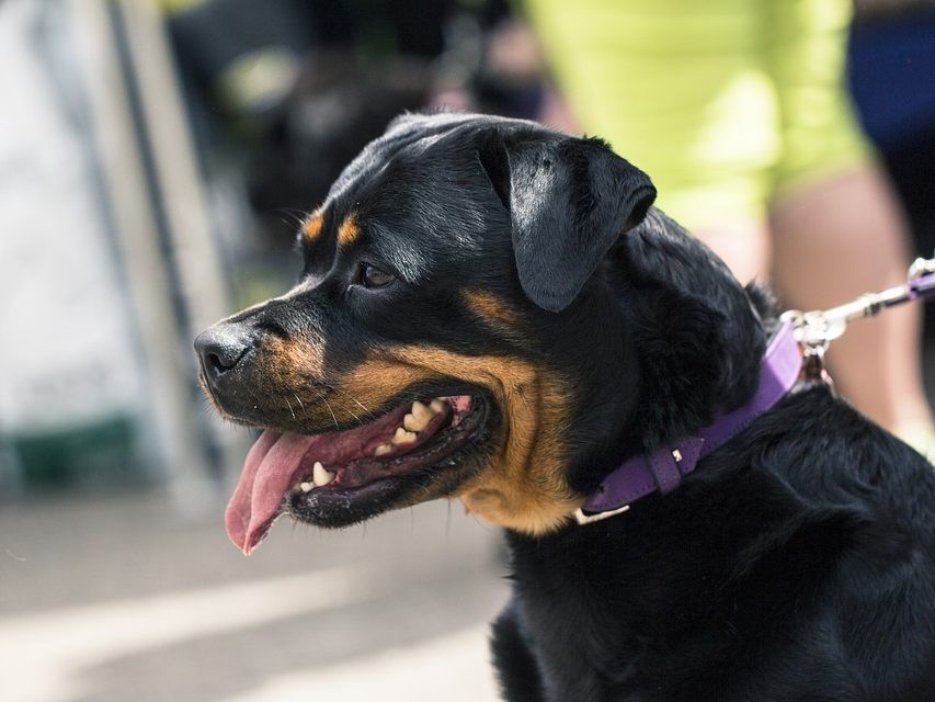 Rottweiler gehören unter anderem zu den Listenhunden. Rottweiler gehören unter anderem zu den Listenhunden.