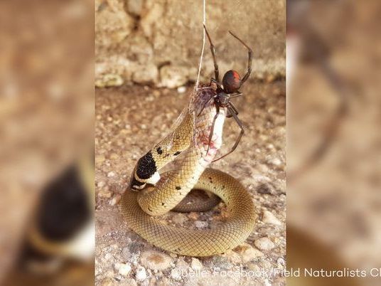 Die Spinne tötet mit ihrem Gift eine viel größere Schlange.