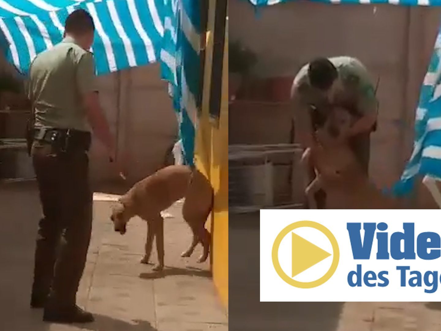 Ein Hund hat sich in einem Sonnensegel verfangen, dann kommt Hilfe.