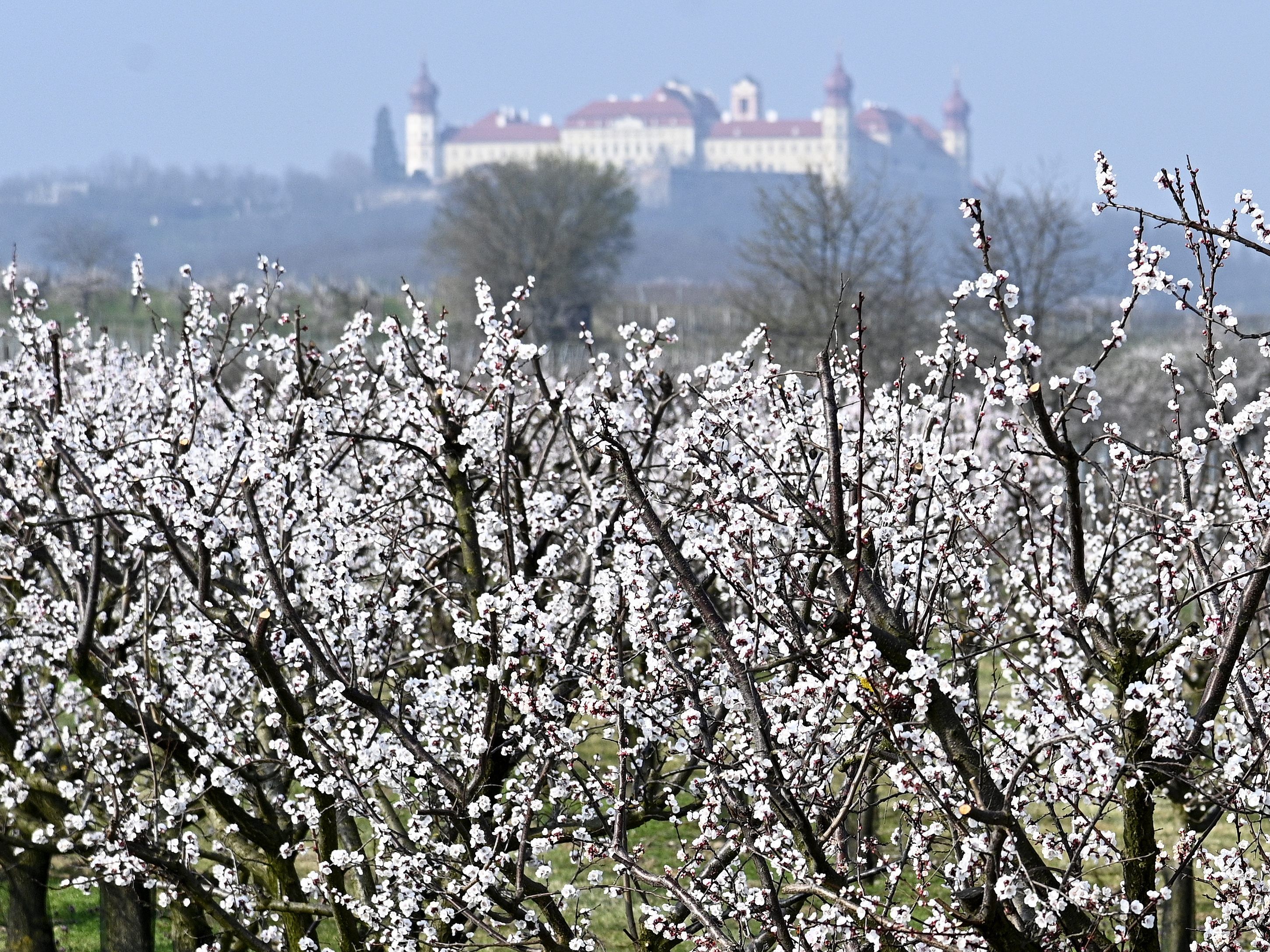 Die Wahcauer Marillenblüte zieht viele Ausflügler an.