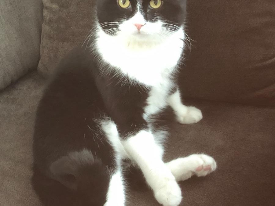 Wir vermissen unseren 3 jährigen Kater BATMAN