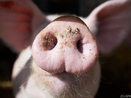 Schweinereien auf steirischem Bauernhof