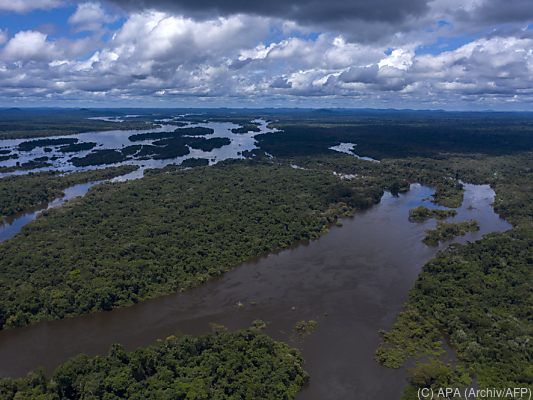 1,35 Mio.Hektar an Regenwald in Brasilien verloren 1,35 Mio.Hektar an Regenwald in Brasilien verloren