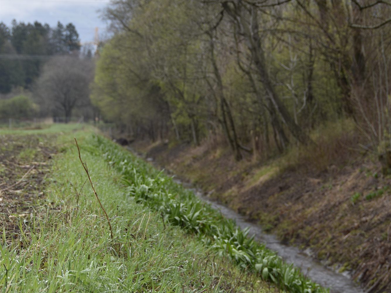 Windschutzgürtel schützen landwirtschaftliche Flächen vor Erosion durch Wind und Wasser.