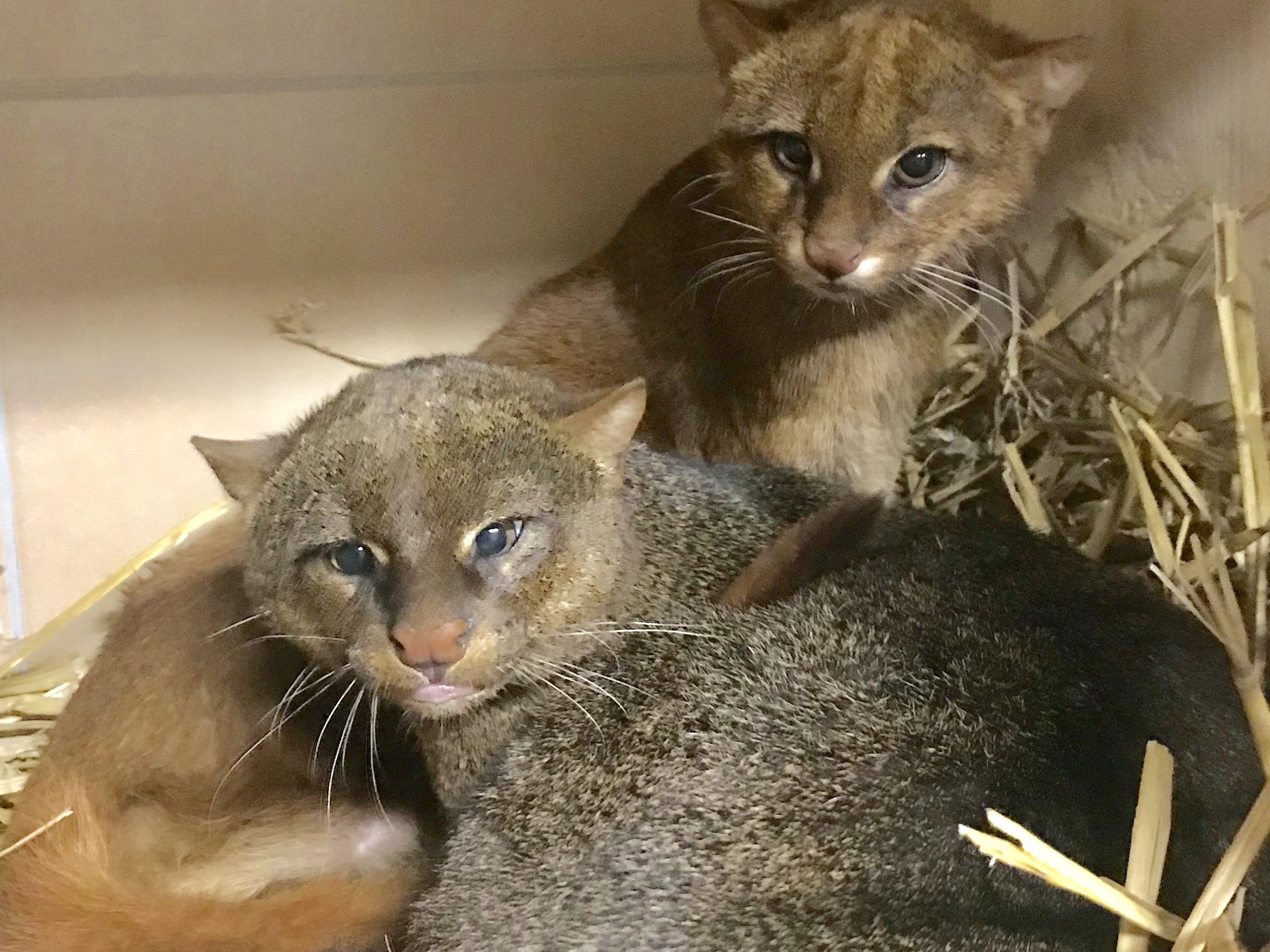 Im "Weißen Zoo" werden künftig zwei Jaguarundis zu sehen sein. Im "Weißen Zoo" werden künftig zwei Jaguarundis zu sehen sein.