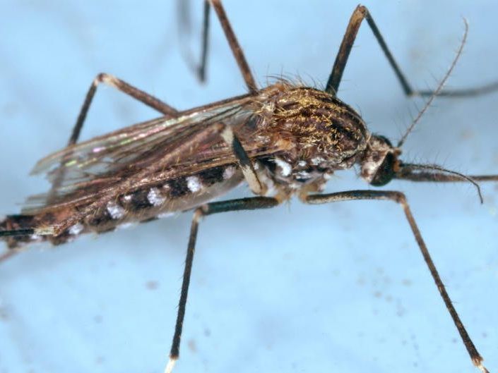 Die Asiatische Buschmücke ist inzwischen auch im Süddeutschen Raum angesiedelt Die Asiatische Buschmücke ist inzwischen auch im Süddeutschen Raum angesiedelt