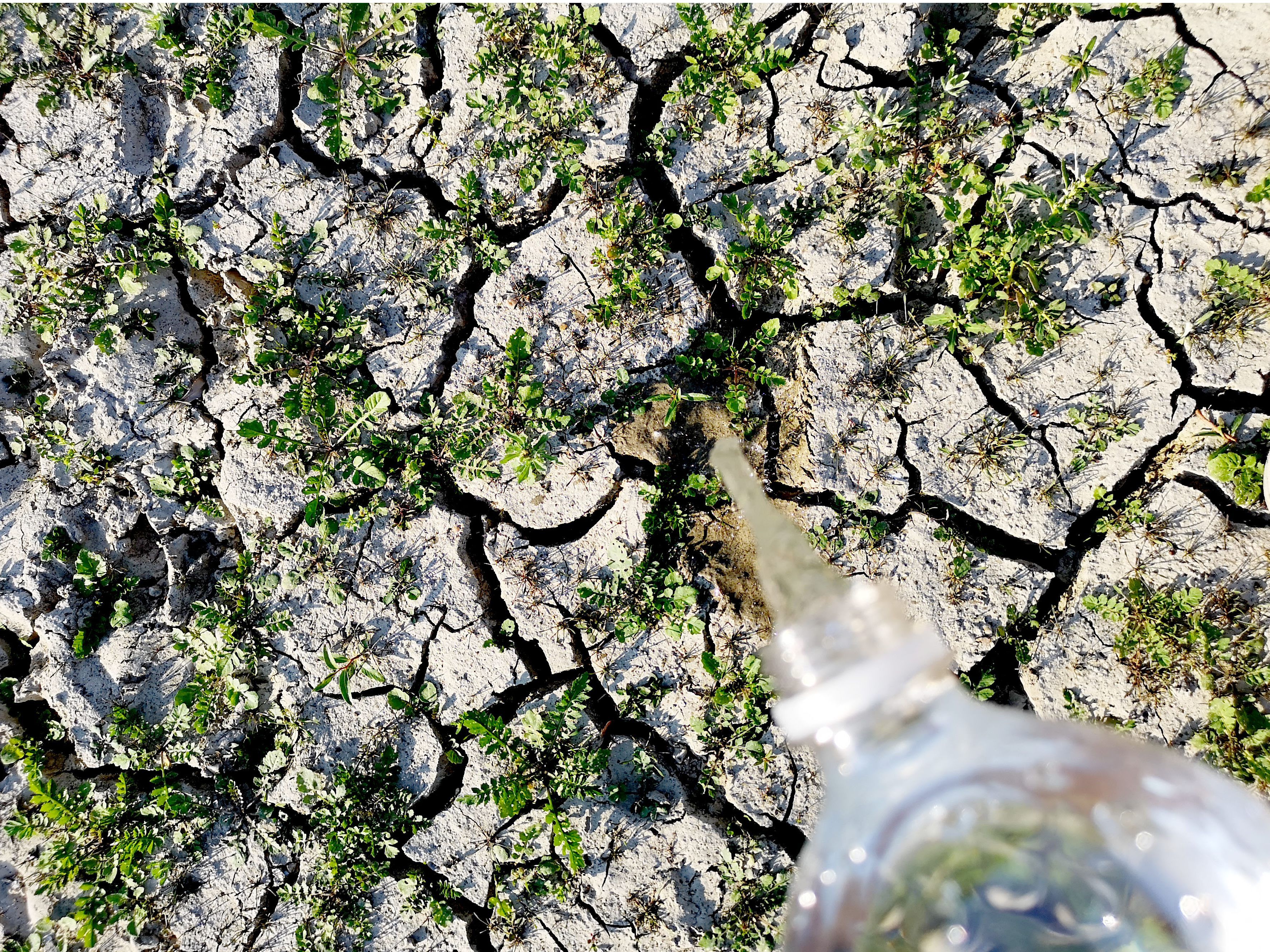 Laut der Hagelversicherung droht die nächste Dürrekatastrophe.