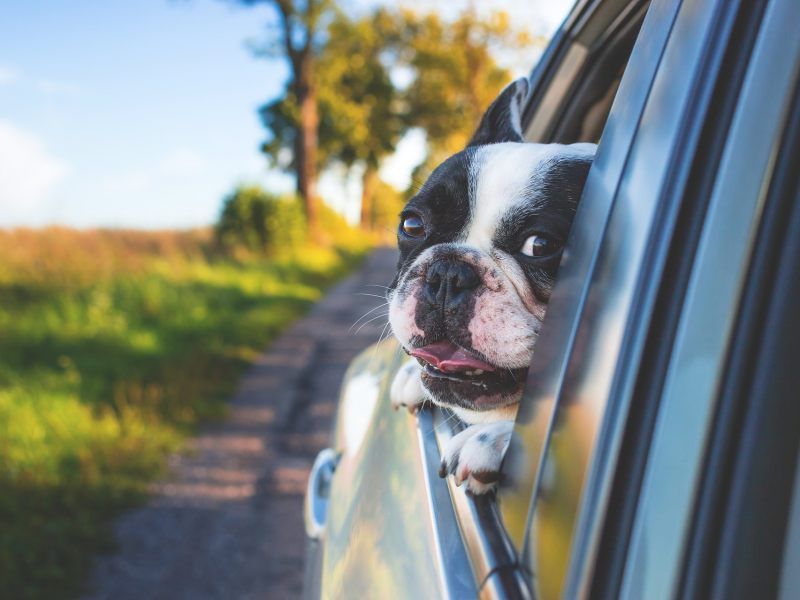 Sicherheit im Auto So fährt auch der Hund sicher mit Österreich
