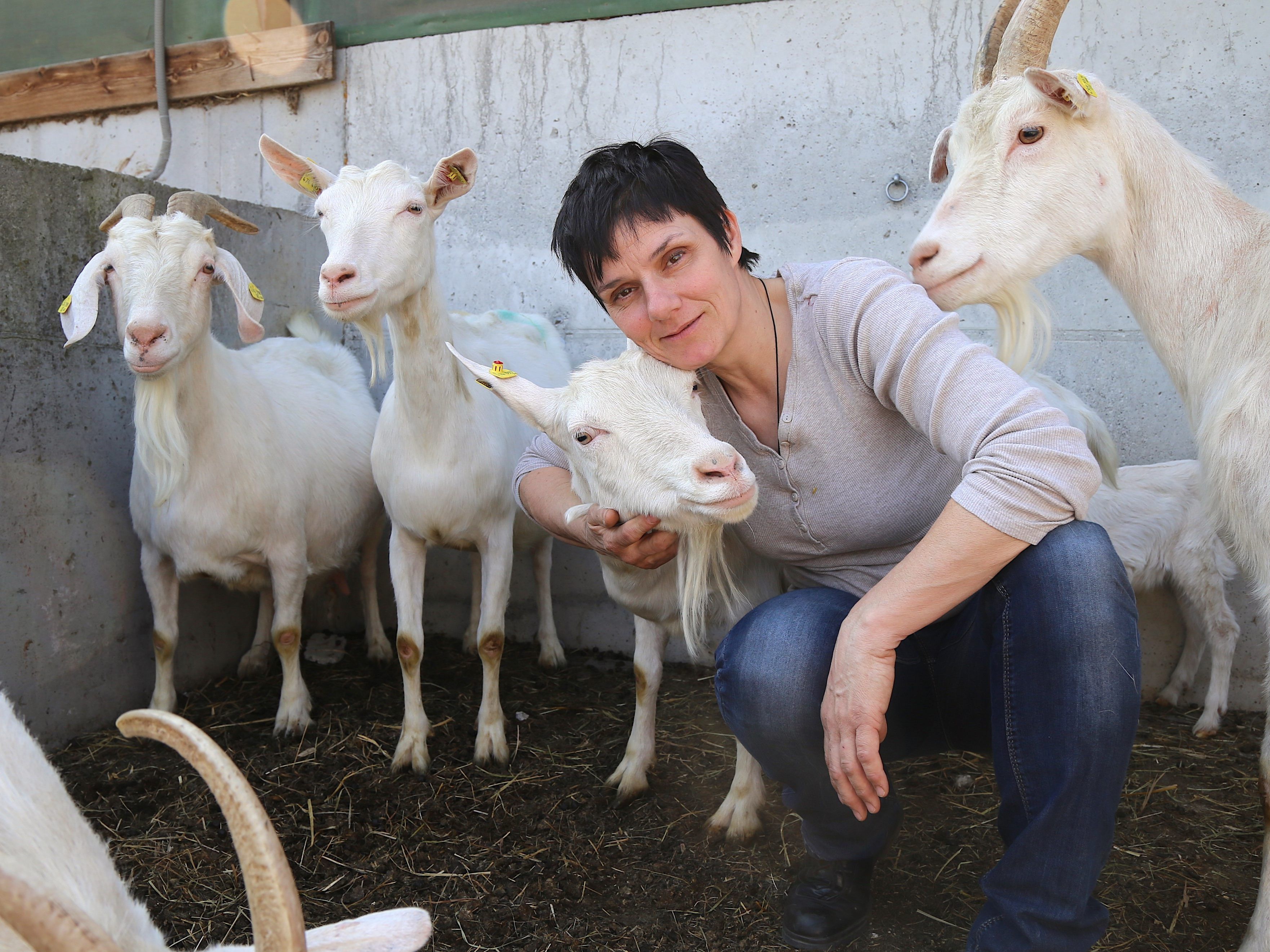 Große Begeisterung ist am Ziegenhof Heeb-Nachbauer zu spüren: Judith Heeb kümmert sich unter anderem um 50 Milchziegen und ihren Nachwuchs.