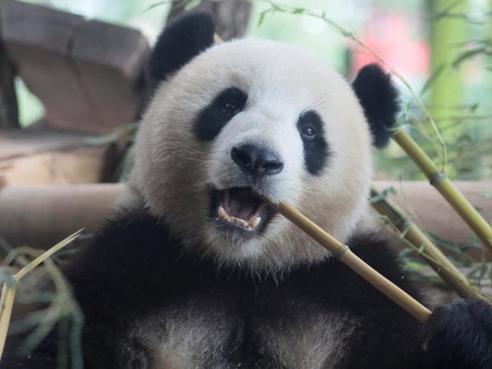 Die Pandas Jiao Qing und Meng Meng sollen für den ersten deutschlandweiten Panda-Nachwuchs sorgen.