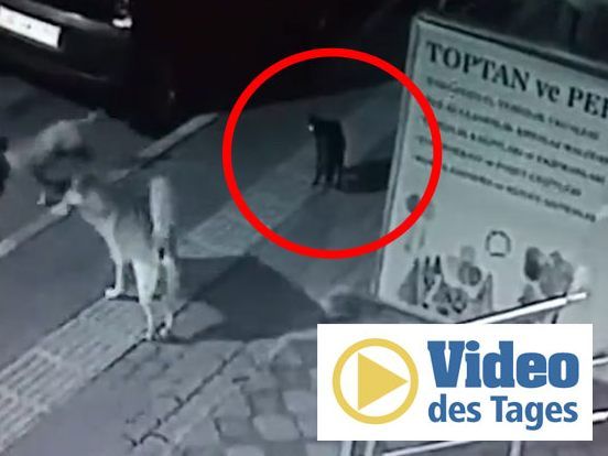 Killer-Mieze: Katze schlägt Hunderudel in die Flucht