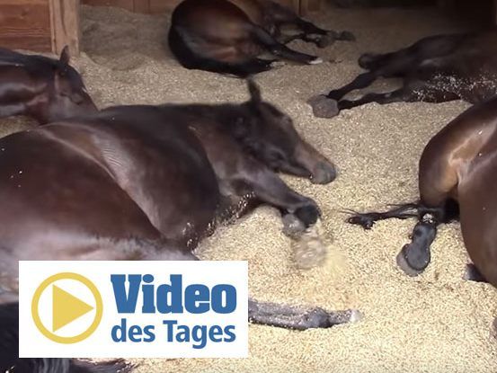 Immerhin scheinen die Tiere höchst entspannt zu sein.