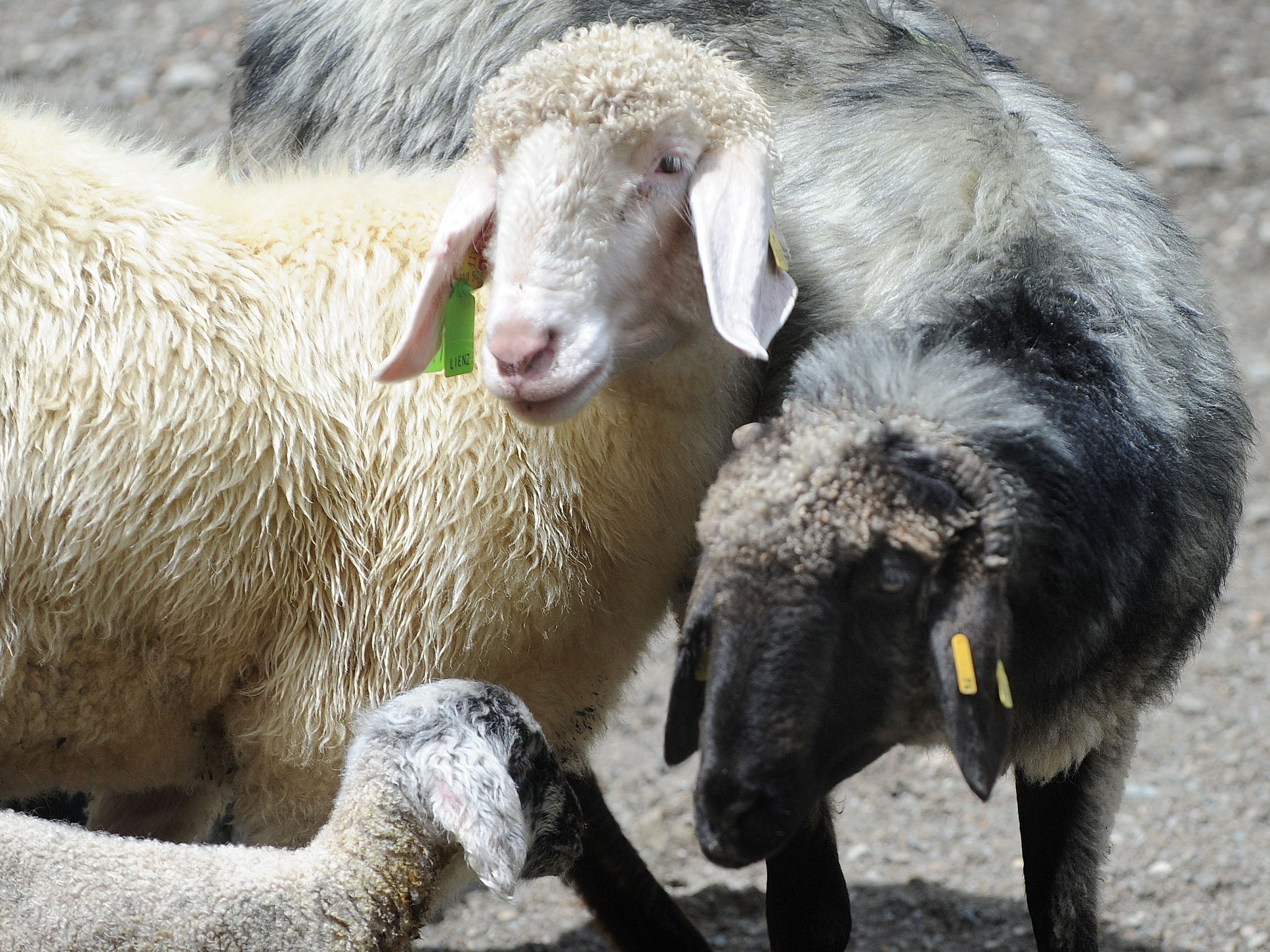 Der Besitzer der Tiere (Symbolbild) sieht einer Anzeige bei der Staatsanwaltschaft entgegen. Der Besitzer der Tiere (Symbolbild) sieht einer Anzeige bei der Staatsanwaltschaft entgegen.