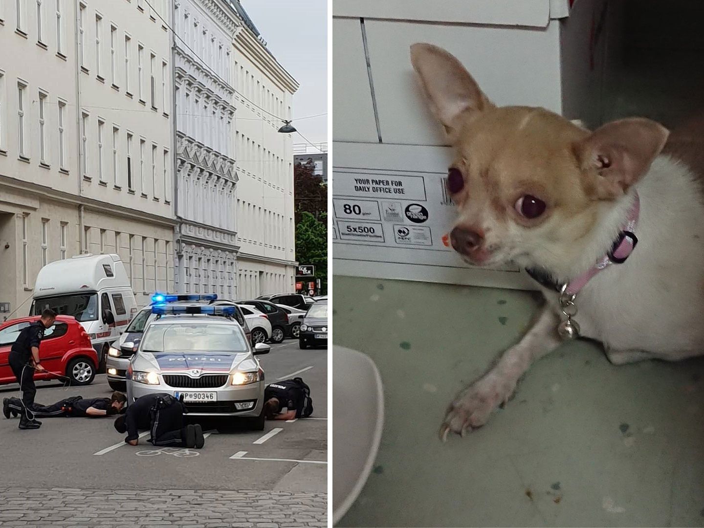 Die Polizei Wien wurde am Ostermontag von einem entlaufenen Chihuahua beschäftigt.