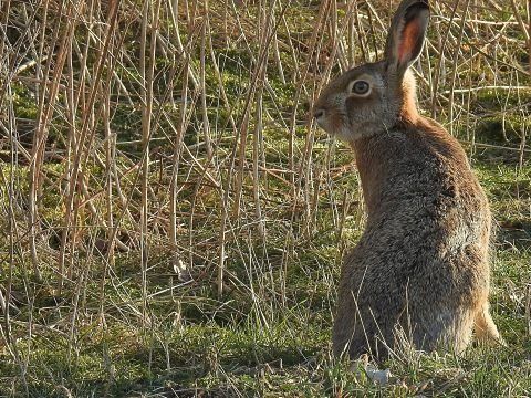Die Hasenpest breitet sich in Liechtenstein aus. Die Hasenpest breitet sich in Liechtenstein aus.
