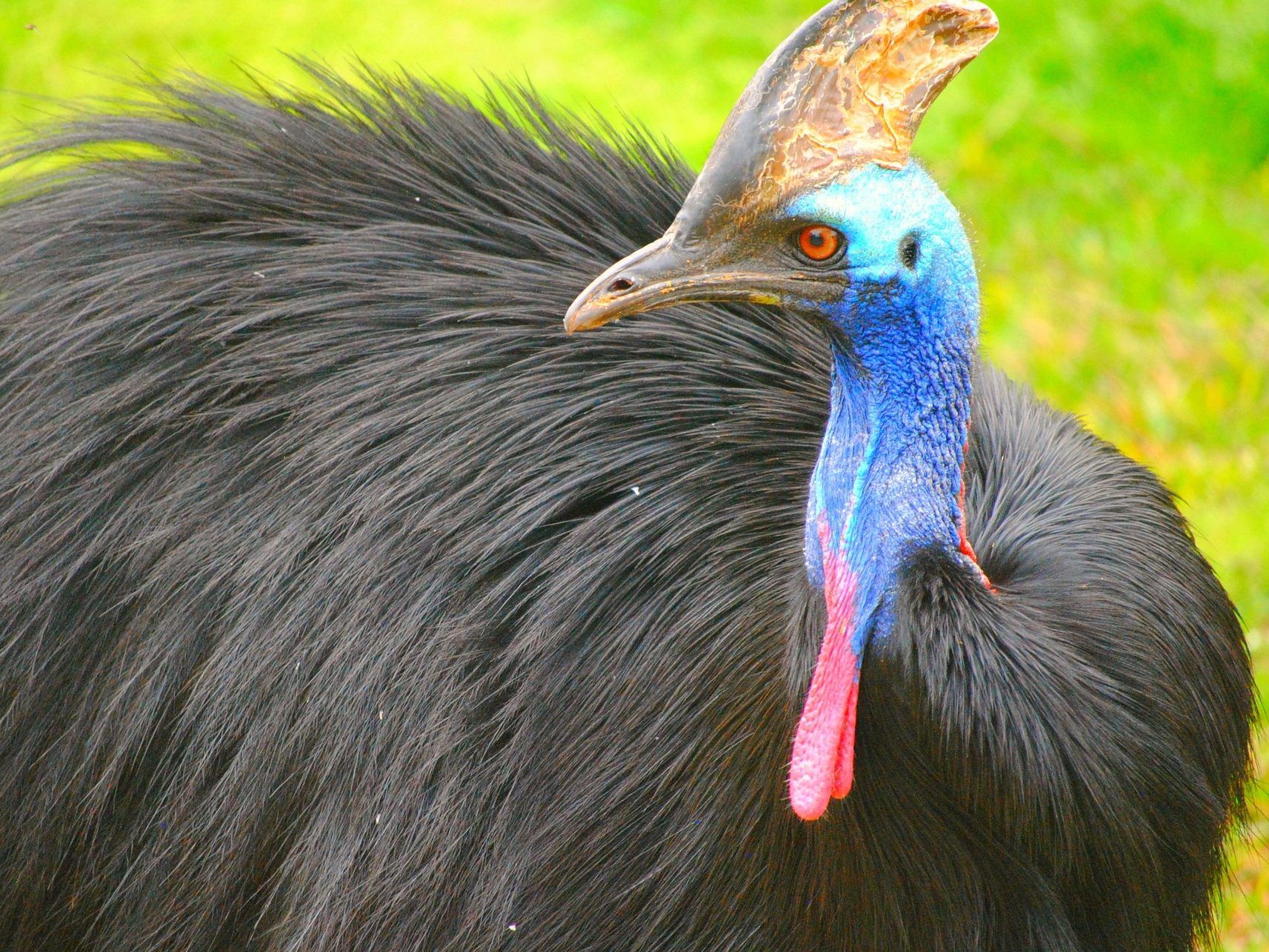 Der Vogel soll versteigert werden. Der Vogel soll versteigert werden.