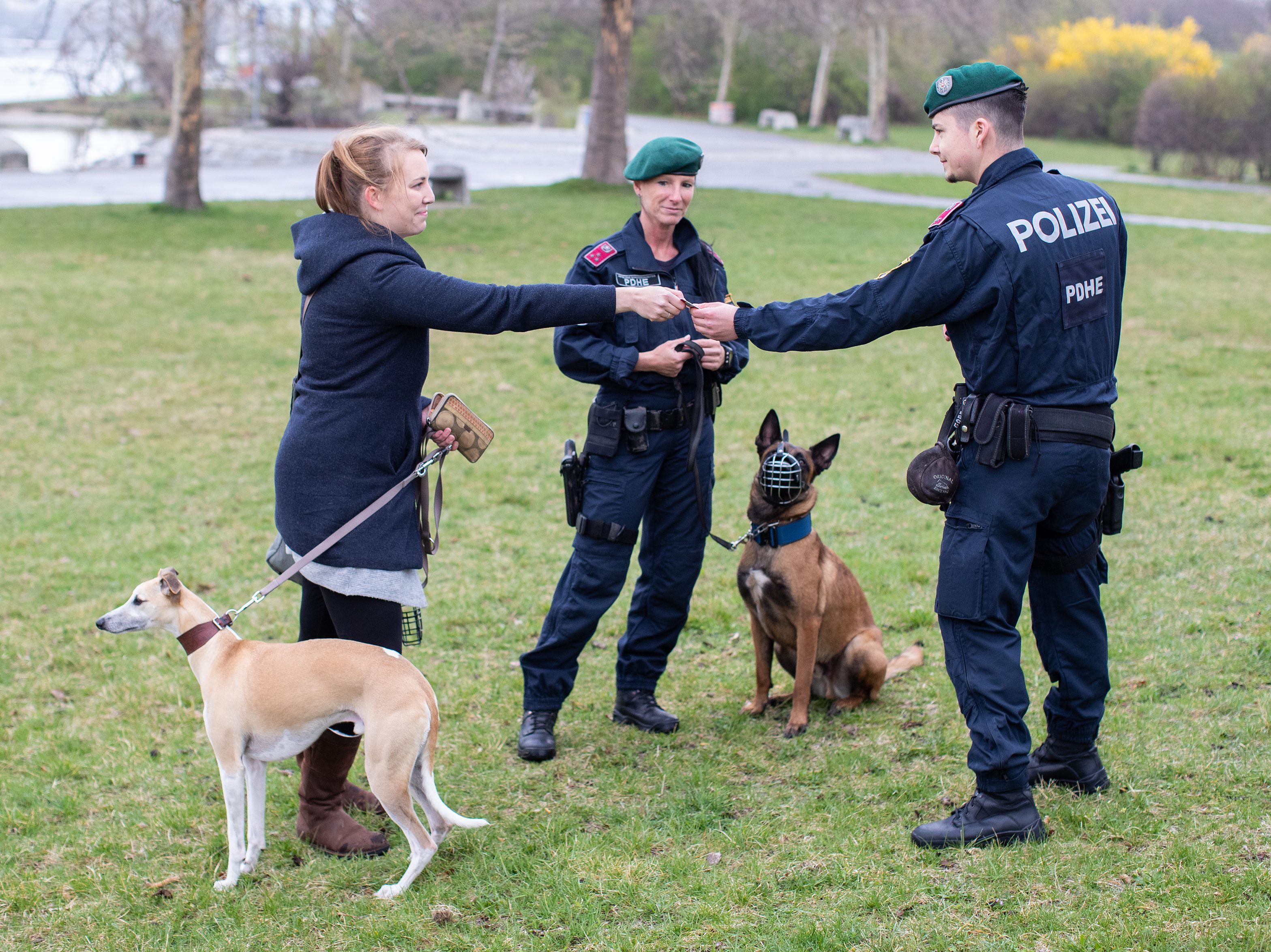 Hunde dürfen sich eigentlich nur in den dafür vorgesehenen Zonen in Wien erleichtern.