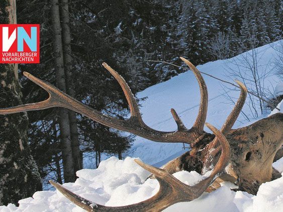 Dieses Foto hatte im Vorjahr für Betroffenheit gesorgt. Ein abgemagerter Hirsch, verendet im Tiefschnee als Dokument für den Zwist zwischen Jagd und Forst.