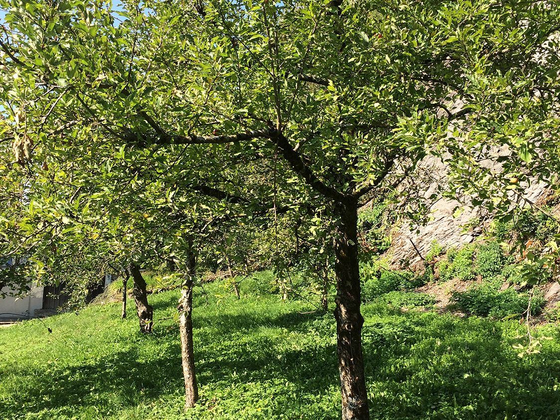 Linders Garten eröffnet seine grünen Pforten für die Öffentlichkeit.