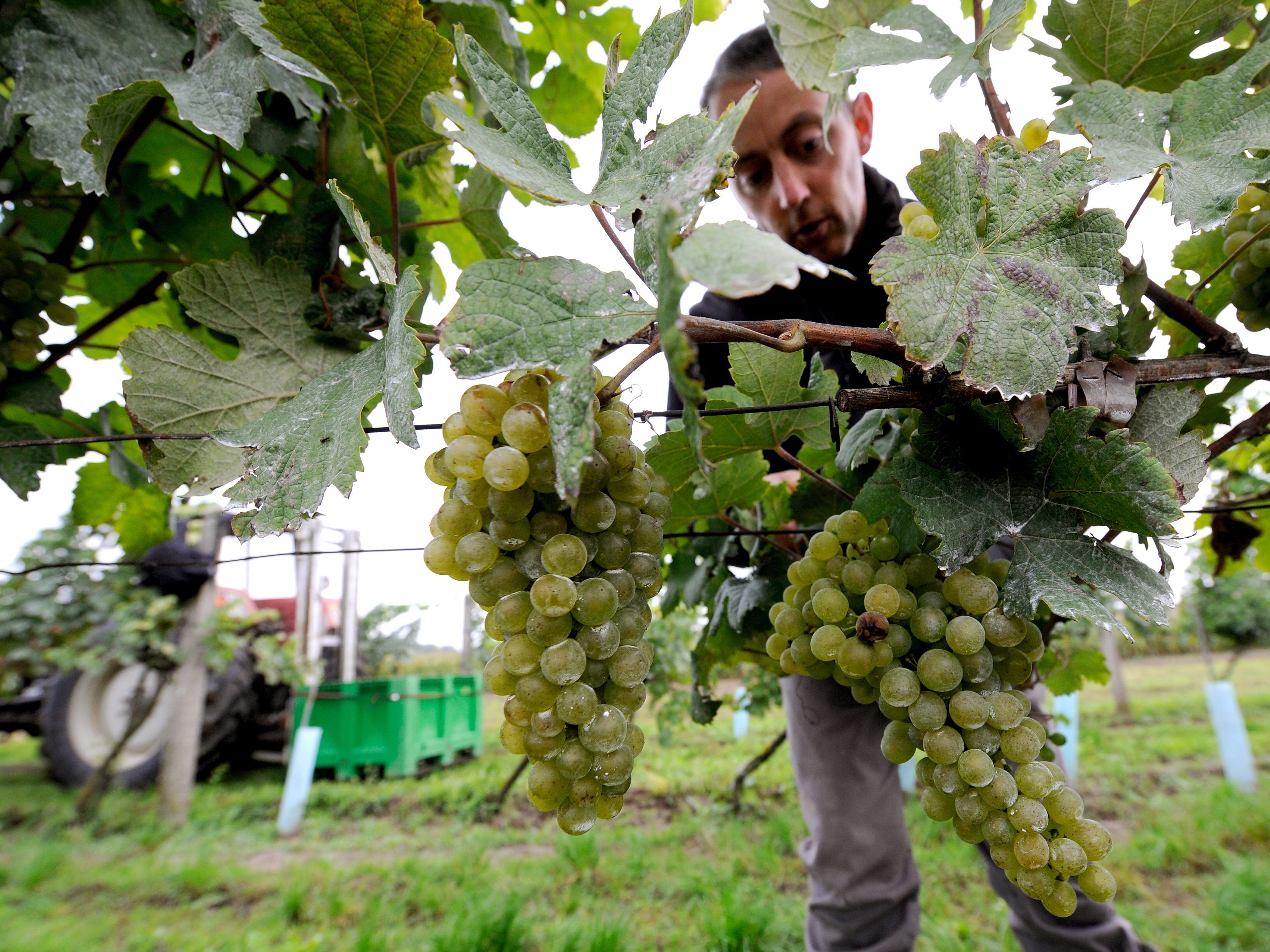 Das unbeständige Wetter macht den Wiener Winzern zu schaffen.