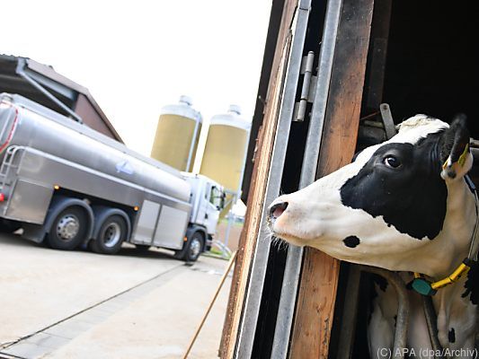 18 Prozent Bio-Milch bei Molkereien