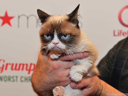Grumpy Cat hatte viele Fans Grumpy Cat hatte viele Fans