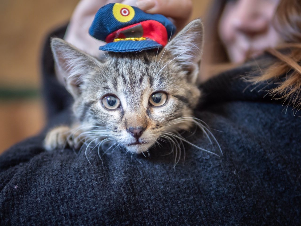 Österreichs neue Polizeikatze heißt "Leutnant-Mietz".