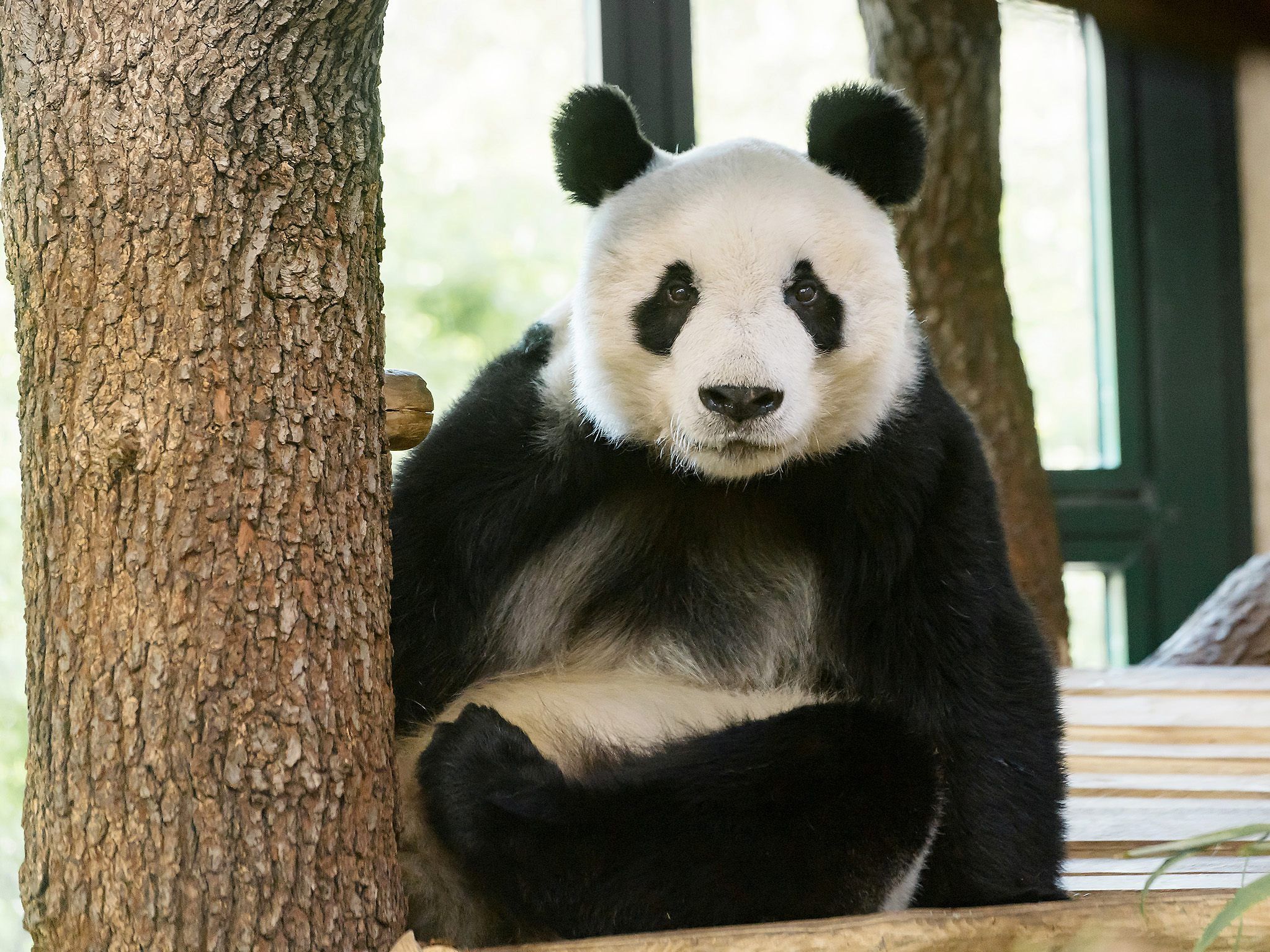 Panda Yuan Yuan ist bereits seit Mitte April in Wien nun folgt der feierliche Empfang