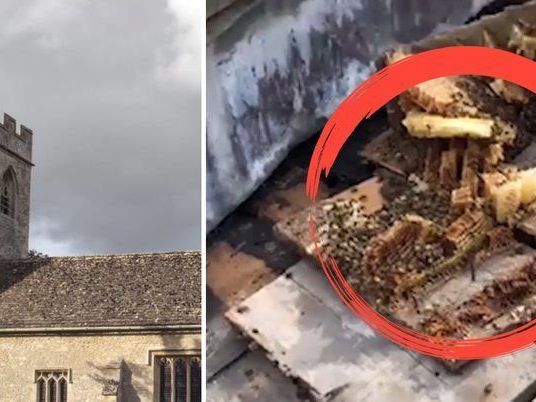 Die ungeheure Menge an Bienen könnte dem historischen Gebäude zum Verhängnis werden.