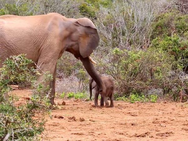 Der Bulle geht immer wieder auf das Jungtier los.