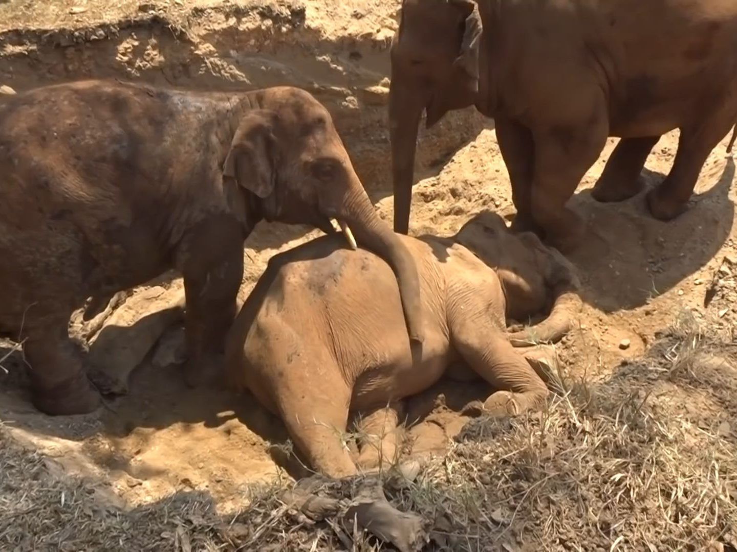 Der Baby-Elefant denkt, sein Artgenosse würde nur schlafen und versucht ihn zu wecken.