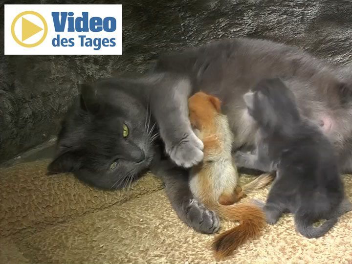 Die Katze dient den verwaisten Eichhörnchen-Babys als Ziehmutter. Die Katze dient den verwaisten Eichhörnchen-Babys als Ziehmutter.
