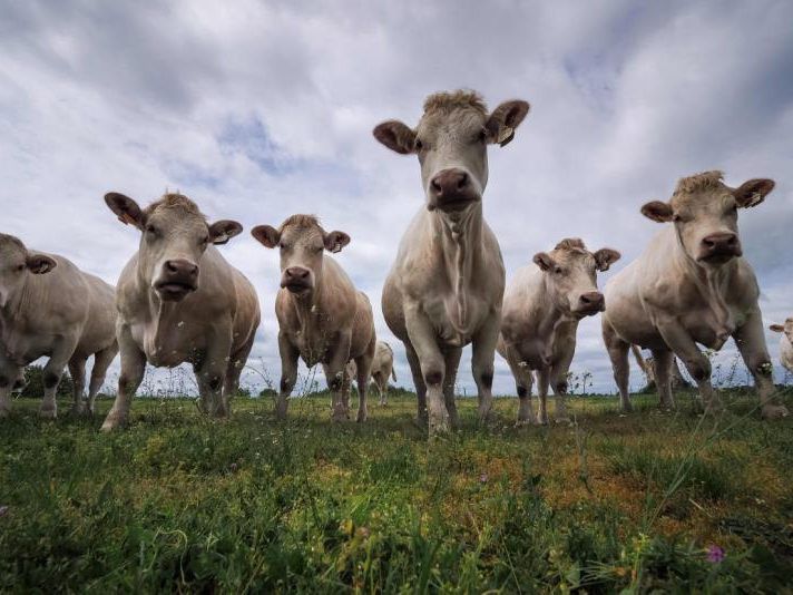 Von der Neurodermitis bis hin zu allergischem Asthma - ist die Landwirtschaft schuld? Von der Neurodermitis bis hin zu allergischem Asthma - ist die Landwirtschaft schuld?