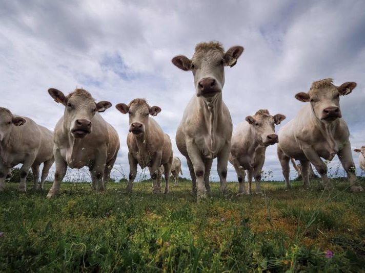 Von der Neurodermitis bis hin zu allergischem Asthma - ist die Landwirtschaft schuld?