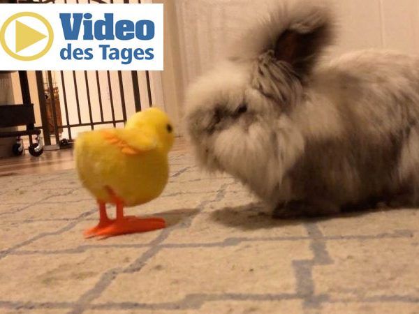 Das Häschen lässt seine ganze Wut an dem Spielzeug-Küken aus.