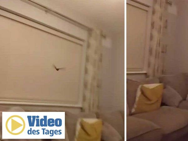 Eine Fledermaus hatte sich in das Zuhause des Ehepaars verirrt.