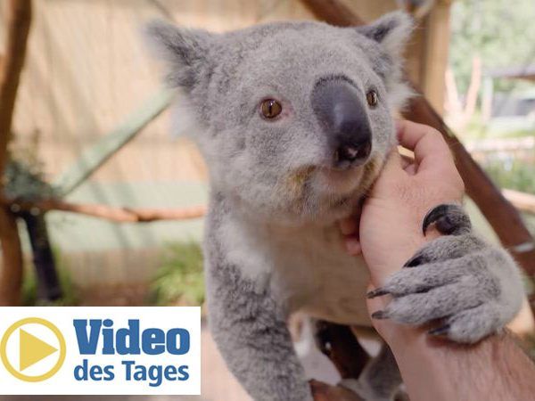 Der Koala liebt es gestreichelt zu werden.