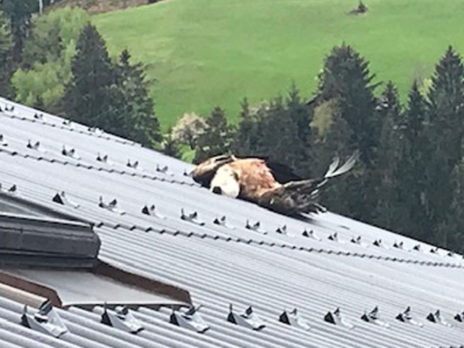 Ein Unbekannter hat einen fliegenden Gänsegeier abgeschossen.
